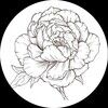 poppies2peonies